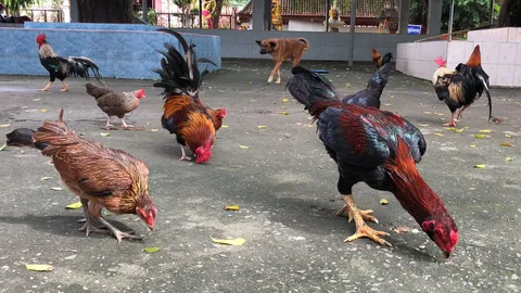 ไก่ชนแพ้แล้วปล่อยวัด พาพระที่หาดใหญ่เดือดร้อน ชี้มีแต่จะเพิ่มบาป
