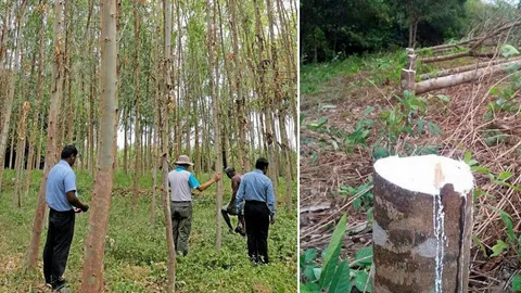 ตลาดไม้โตเร็วเปิดกว้าง ญี่ปุ่นเล็งยางป้อนไฟฟ้า