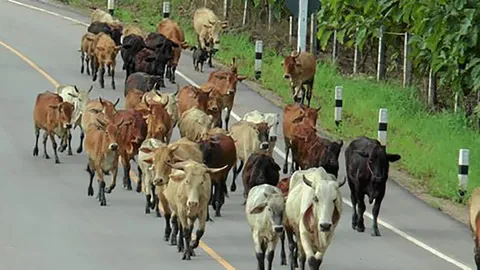 คุมเข้มโคพม่าลักลอบเข้าไทย