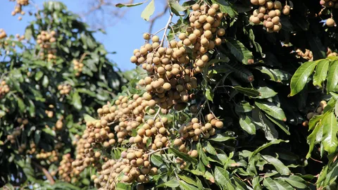 อินโดฯ ห้ามนำเข้าลำไย ไทยดิ้นหามาตรการรองรับ-ลดผลกระทบ 