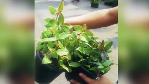 "หญ้าไผ่น้ำ" แก้โรคไต มีต้นขาย