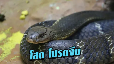 ฟ่อ ฟ่อ จีบกันอยู่ไม่รู้เหรอ! ไขปริศนา จงอางผัวเมีย บุกบ้านคนตามกลิ่นที่รัก