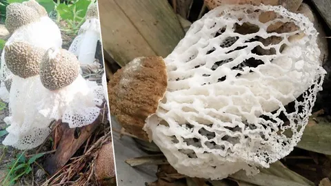 เพาะเห็ดเยื่อไผ่ สูตรโลว์คอสต์ ลงทุน 200..ได้โลละ 2 พัน