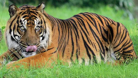 ฮือฮา! พบรอยเท้าเสือโคร่ง ป่าเทือกเขาบรรทัด