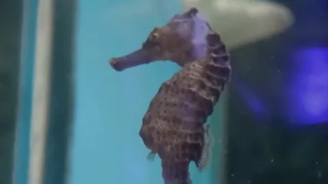 นักวิชาการ ชี้ เปิบม้าน้ำทำใกล้สูญพันธุ์ หวังเป็นสัตว์คุ้มครองไซเตส