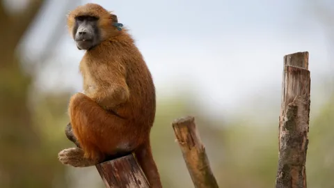 สวนสัตว์ปารีสอลหม่าน! บาบูน 50 ตัวหลุดกรง นักท่องเที่ยวอพยพวุ่น