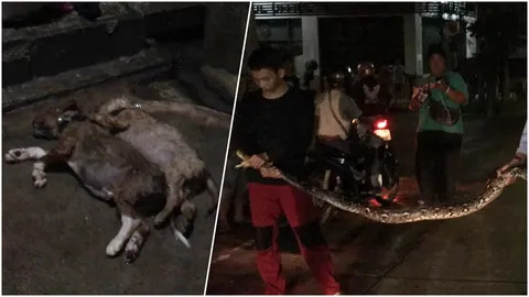 สุดเศร้า! งูเหลือมเขมือบลูกสุนัขดับคู่ หลังรับจากวัดมาเลี้ยงไม่ถึงอาทิตย์