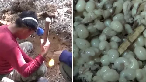 เชื่อกินแล้วเตะปี๊บดัง ไข่แมงมัน ราคาพุ่งโลละ 2,000 บ. เปิบได้ปีละครั้ง