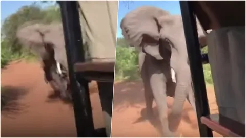 ช้างป่าเดือดหนัก  โมโหรถซาฟารีมาแอบส่อง วิ่งไล่ชนจนงาหัก (คลิป)