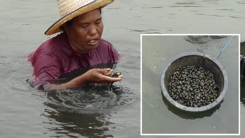 แค่ลงบ่อก็ได้เงิน ป้าอ่างทองงมหอยขมก็เป็นอาชีพ รายได้ดีแต่ต้องอดทนสูง