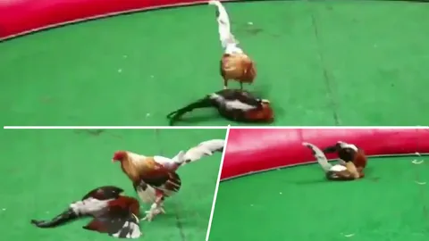 ไก่ชนอุดรฯ โคตรศรีธนญชัย แกล้งตาย ลุกมาจิกไก่พม่า ซิวเดิมพัน 200 ล้าน (คลิป)