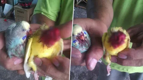 นกหงส์หยกก้าวร้าว! จิกเพื่อนร่วมกรงเลือดอาบ ผู้รู้ชี้อาการคล้ายคนจิตเภท