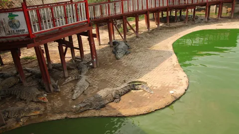 ฟาร์มจระเข้สมุทรปราการ พา จนท.อช.ดูบ่อเลี้ยงยันสัตว์ทุกตัวดูแลดี (คลิป)