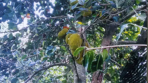 "ขนุนไม่มีเมล็ด" มีกิ่งตอนขายต้องรีบแจ้ง