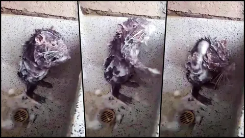 ตะลึง! คลิปหนูอาบน้ำฟอกสบู่เหมือนคน นักวิจัยไม่ฟันธงจริงหรือเก๊ (คลิป)