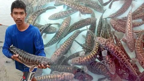 ชะโด..ป่ำปั๊มสิงคโปร์ เลี้ยงบ้านเราคนไทยไม่ได้ชิม