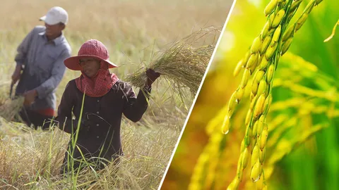 ชาวนายิ้มไม่หุบ! ปีทองข้าวหอมมะลิไทย แพงสุดในรอบ 5 ปี (คลิป)