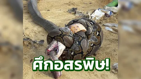 สุดสะพรึง ศึกอสรพิษ! งูจงอางยักษ์ สู้งูเหลือมตัวใหญ่ สุดท้ายตายทั้งคู่
