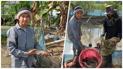 ที่มาความอร่อย ‘ช่อนแม่ลา’ ปลัดหนุ่มเผยพันธุ์แท้ ต้องตัวอ้วนสั้น-หูส้ม