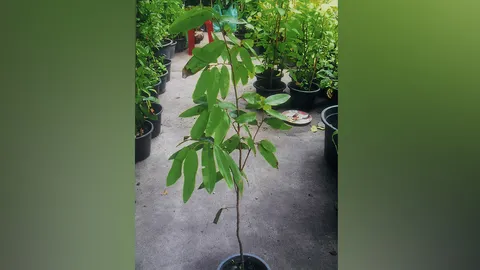 “นมแมว” แก้ริดสีดวงจมูกได้