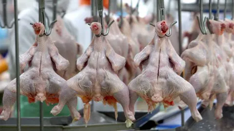 กินไก่แล้วอึ๋ม...ถ้าเป็นจริงมีเฮ!!