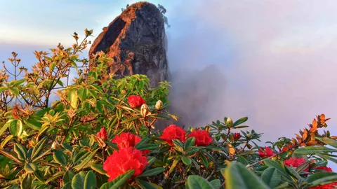 หนาว 2 องศาฯ! กุหลาบพันปีขาว-แดง บานสะพรั่งบนดอยอินทนนท์