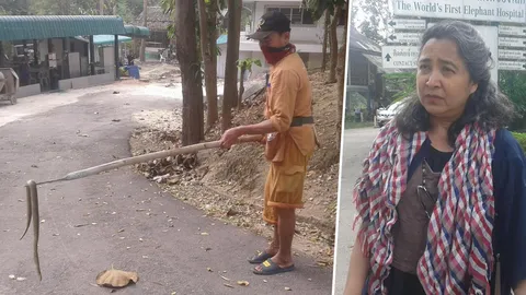 ผวางูเห่าหนีไฟป่ากัดช้างป่วย 'โซไรดา' สั่งควาญดูแลเข้ม จ่อล้อมตาข่าย