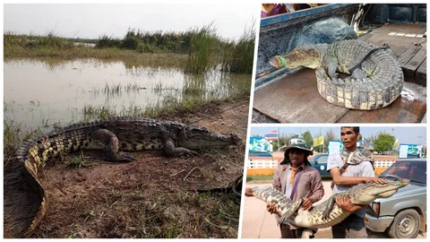 ยังเหลือ จระเข้ ทุ่งสามร้อยยอด! ชาวบ้านแทบช็อกเจอตัวยาว2เมตร นอนอาบแดด