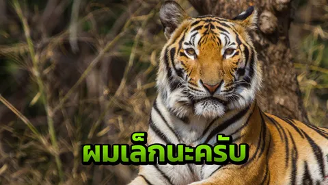 มายาคติ! จริงหรือที่เขาว่ากิน 'จู๋เสือ' แล้วฟิต น่าเกรงขามเหมือนเสือ