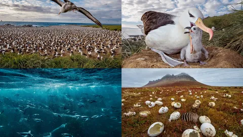 ที่นี่ไม่มีคน! เที่ยวหมู่เกาะฟอล์กแลนด์ ดินแดนสรรพสัตว์ครอบครอง!