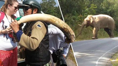 ยังไม่รู้ผลแพ้ชนะ! ช้างป่าเขาใหญ่ ปะทะแย่งเป็นจ่าโขลง จนท.ตามดูบาดเจ็บ
