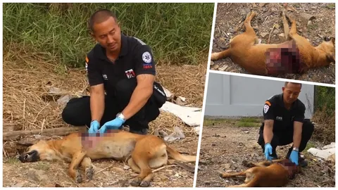 ฆ่าสุนัข ควักเครื่องใน! ทิ้งซากประจานความโหด ข้างโรงงาน