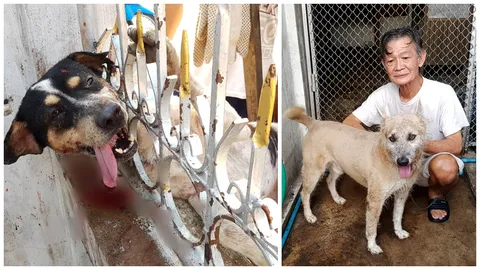 ช่วยโอ๊คด้วย! ศึกข้ามรั้ว ตูบบ้านใกล้ ทำเป็นดุกระโจนใส่หัวติดเกือบตาย 