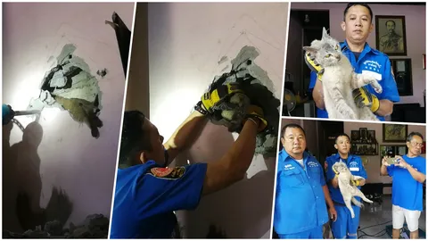 ยอมทุบผนังบ้าน! ช่วยเจ้าเหมียวจอมซน วิ่งตกหลังคาไปติดซอกทุลักทุเล