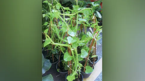 "เพชรสังฆาต" ผสมสมุนไพรอื่นแก้ข้อเสื่อม