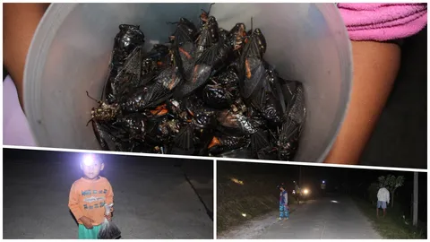 จักจั่นเบตง คนแห่จับได้เป็นถุงๆ ขายนักเปิบ ทอดกรอบๆ หรอยจังฮู้!