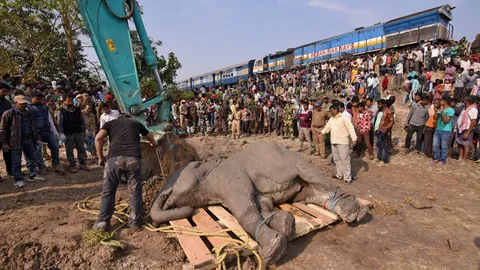เศร้า โขลงช้างข้ามทางรถไฟ โดนม้าเหล็กชนจังๆ ดับอนาถ 4 ตัว
