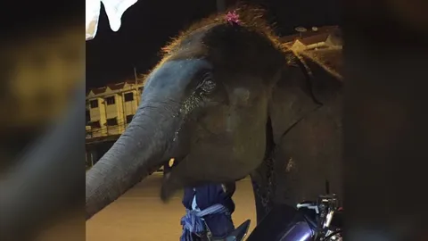 หนุ่มเจอช้างเร่ร่อนเดินร้องไห้ แจ้งสายด่วนได้คำตอบ ช่วยแค่ 'ช้างป่า'