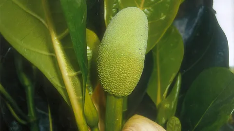 “ขนุนไม่มีเมล็ด” ต้นแท้มีขายงานเกษตรอีสานใต้