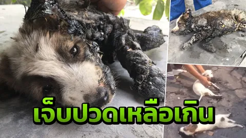 เวทนาหมาน้อย 2 ตัว วิ่งคลุกยางมะตอยร้อนเผาขน ทะลุผิว หาเงินช่วยรักษา