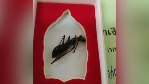 บูชาแมลงหอบ? รักษาโรคหอบหืด เพจดังแฉขายเต็มโซเชียล เตือนสติไร้สาระ