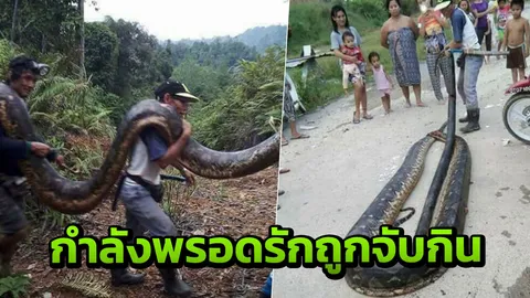 ‘คู่รักงูหลามยักษ์’ตายสลด!โดนชาวบ้านยิงขณะผสมพันธ์ุ แบกกลับไปผัดเผ็ด (คลิป)