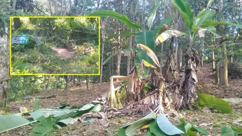 ช้างป่าโหด! ยกโขลงลงมากินผลไม้ ชาวสวนไปไล่ โดนกระทืบดับ 