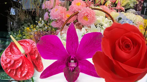 หน้าวัว..กล้วยไม้ สื่อรักแทนกุหลาบ