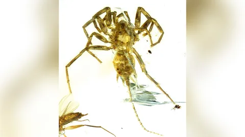 ค้นพบซากแมงมุมโบราณ มีหางเหมือนแส้