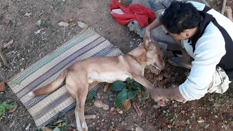 หนุ่มเพชรบูรณ์สุดแค้น เผาพริกเผาเกลือสาปแช่งคนใจดำ วางยาหมาตัวโปรดดับ