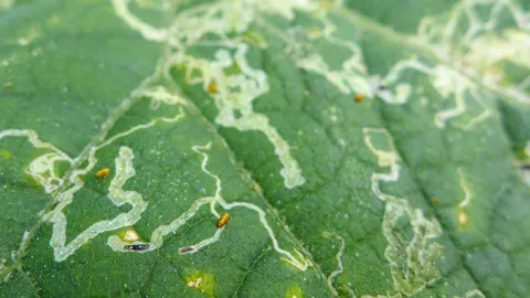 พืชตระกูลแตงระวัง 2 แมลง