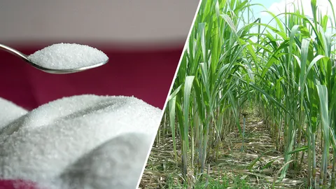 รวมชื่อ 2 หมื่น ค้านกฎหมายอ้อย