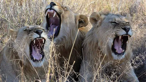 กรรมตามสนองเร็วทันตา