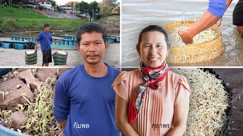 เขื่อนจีนปรับระดับน้ำโขง ระส่ำอาชีพเพาะถั่วงอก